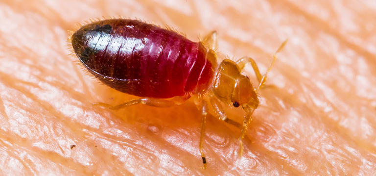 facts-about-bed-bugs