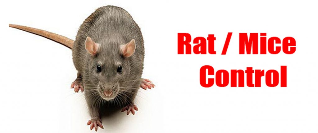Rat-control